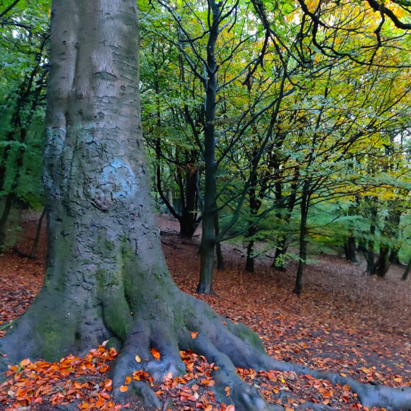 Friends of Hunger Hills Woods