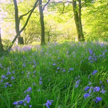 Friends of Hunger Hills Woods