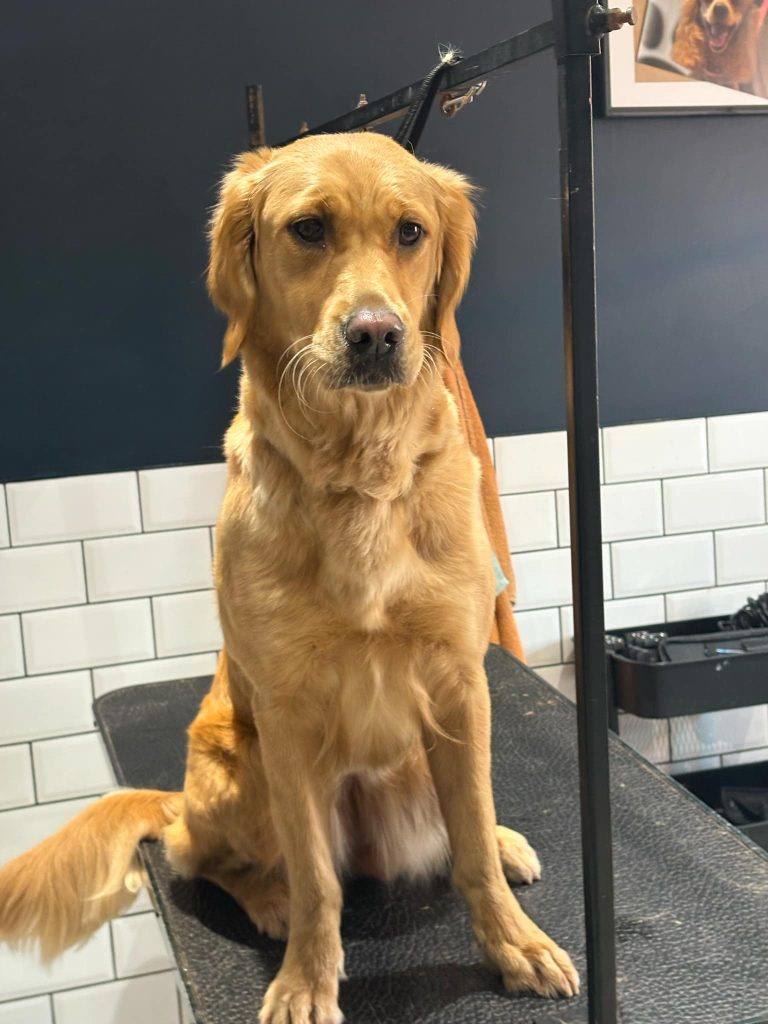 Furry Tail Groomers