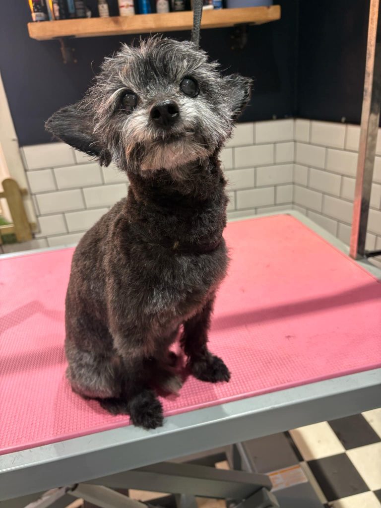 Furry Tail Groomers