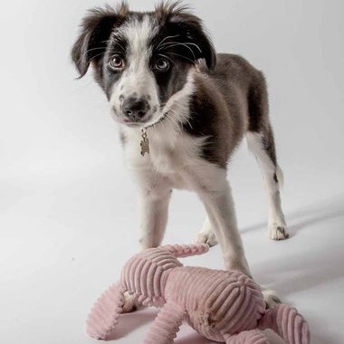 RJ Heald Photography