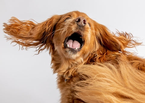 RJ Heald Photography