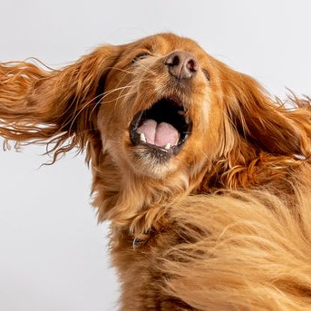 RJ Heald Photography